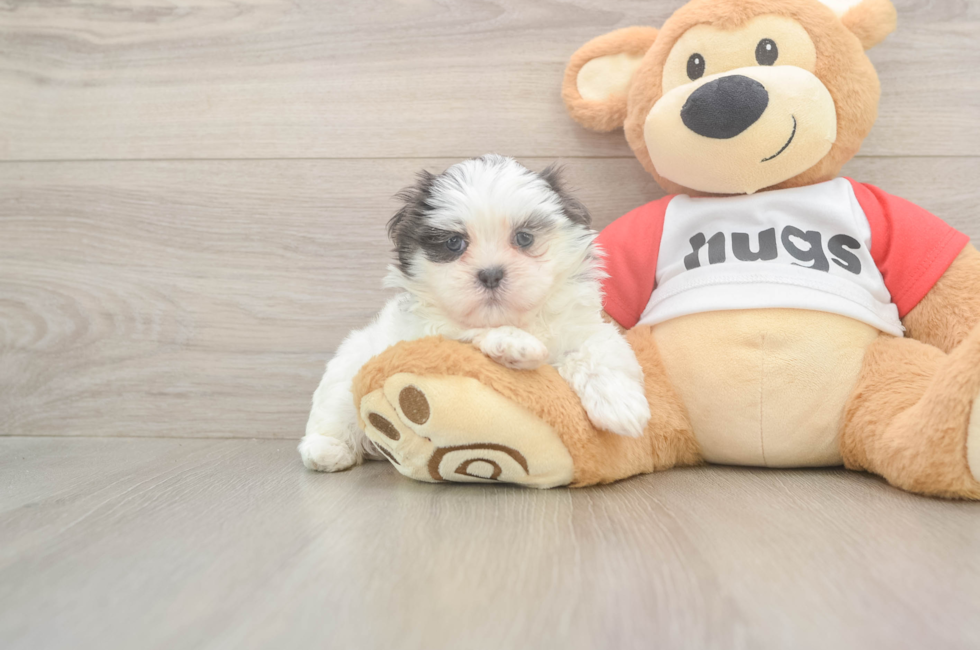 6 week old Teddy Bear Puppy For Sale - Fairfield Furbabies