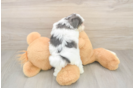 Happy Teddy Bear Baby