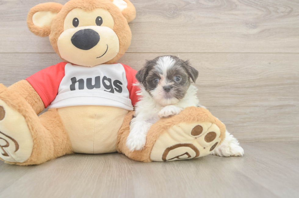 6 week old Teddy Bear Puppy For Sale - Fairfield Furbabies