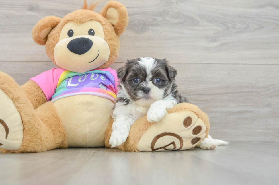 6 week old Teddy Bear Puppy For Sale - Fairfield Furbabies