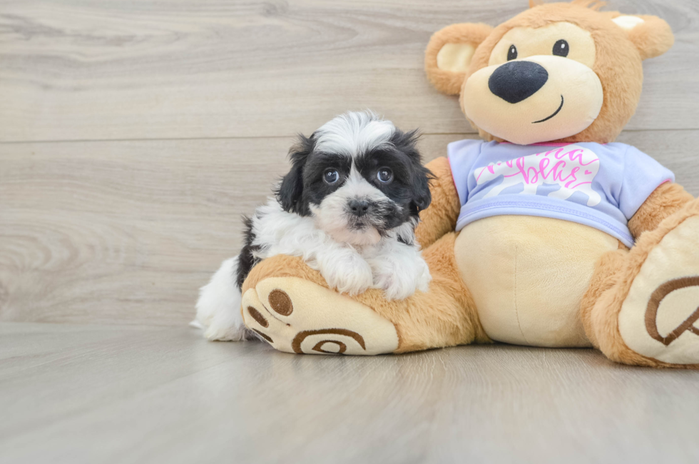 5 week old Teddy Bear Puppy For Sale - Fairfield Furbabies
