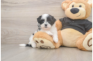 Teddy Bear Pup Being Cute