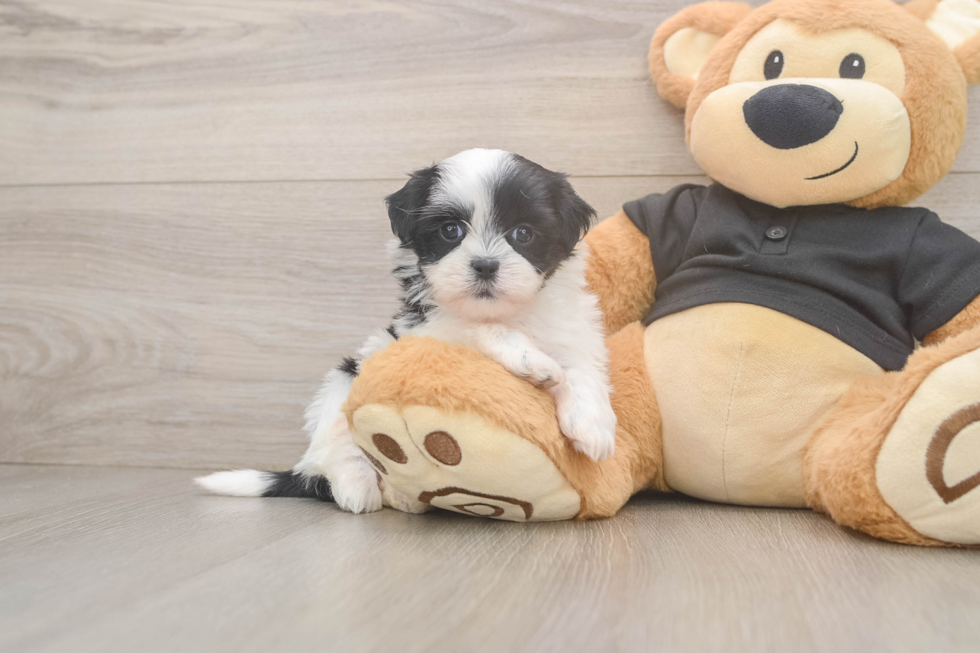 Teddy Bear Pup Being Cute