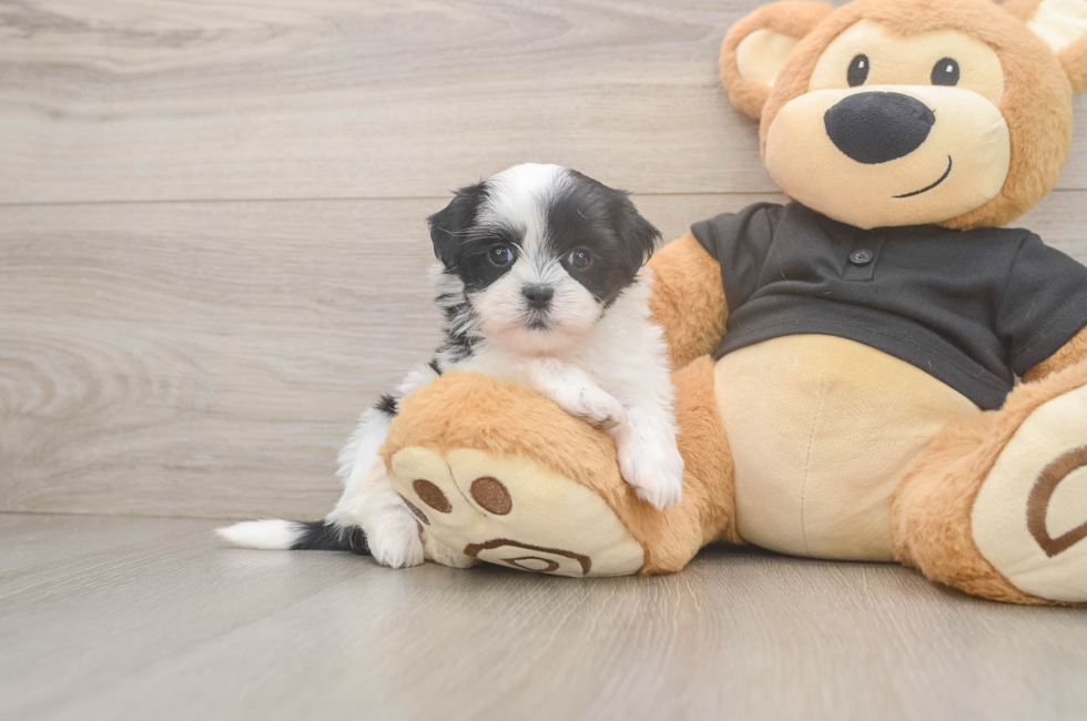 5 week old Teddy Bear Puppy For Sale - Fairfield Furbabies