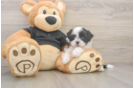 Fluffy Teddy Bear Designer Pup