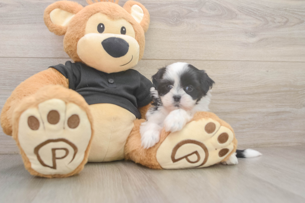 Fluffy Teddy Bear Designer Pup