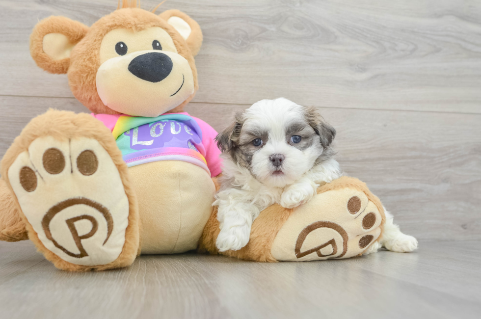 6 week old Teddy Bear Puppy For Sale - Fairfield Furbabies