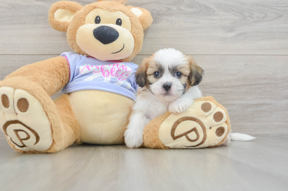5 week old Teddy Bear Puppy For Sale - Fairfield Furbabies
