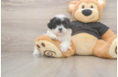Fluffy Teddy Bear Designer Pup