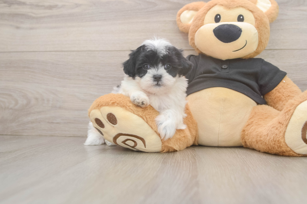 Fluffy Teddy Bear Designer Pup