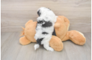 Best Teddy Bear Baby
