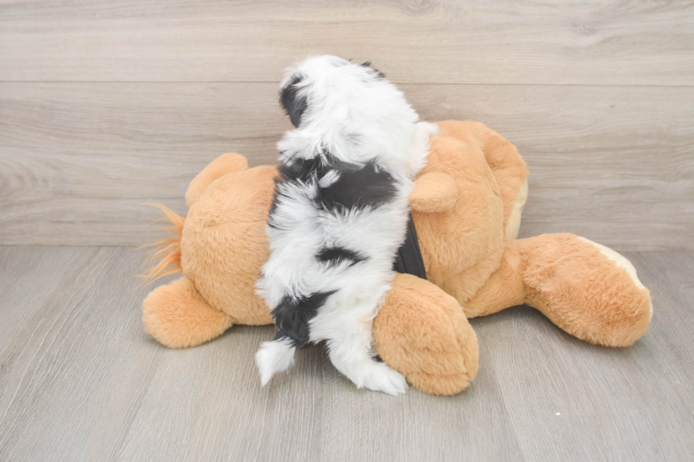 Best Teddy Bear Baby