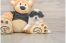 Adorable Shitzu Designer Puppy
