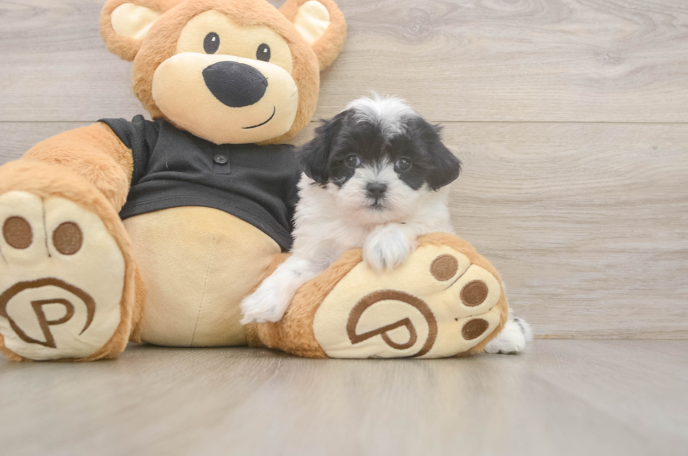 5 week old Teddy Bear Puppy For Sale - Fairfield Furbabies