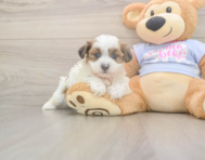 8 week old Teddy Bear Puppy For Sale - Fairfield Furbabies
