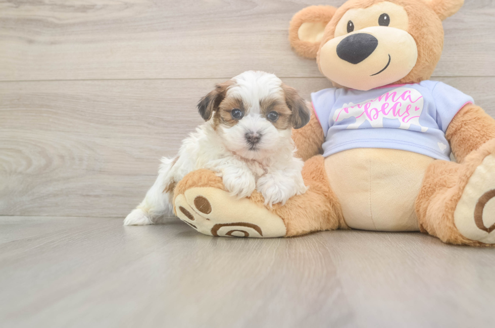 8 week old Teddy Bear Puppy For Sale - Fairfield Furbabies