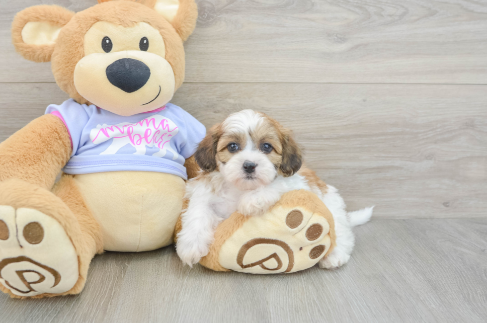 5 week old Teddy Bear Puppy For Sale - Fairfield Furbabies