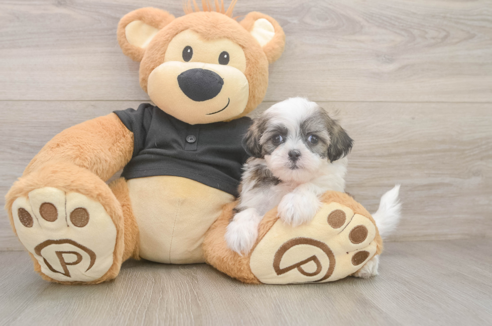 5 week old Teddy Bear Puppy For Sale - Fairfield Furbabies