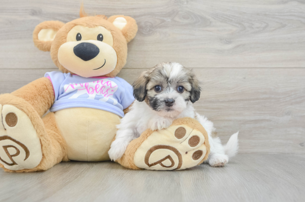 5 week old Teddy Bear Puppy For Sale - Fairfield Furbabies