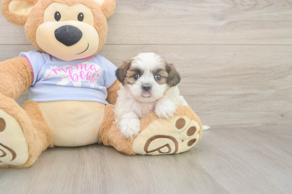 8 week old Teddy Bear Puppy For Sale - Fairfield Furbabies