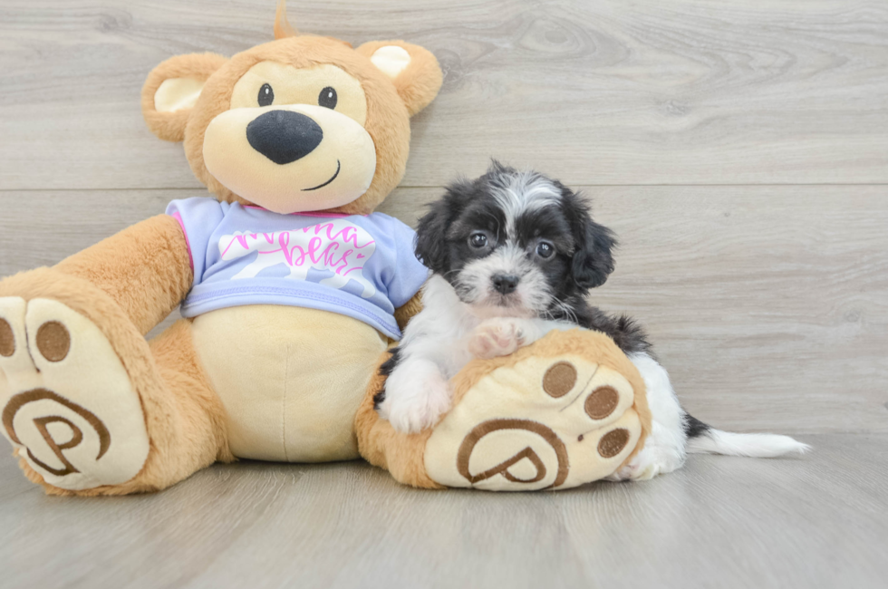 5 week old Teddy Bear Puppy For Sale - Fairfield Furbabies
