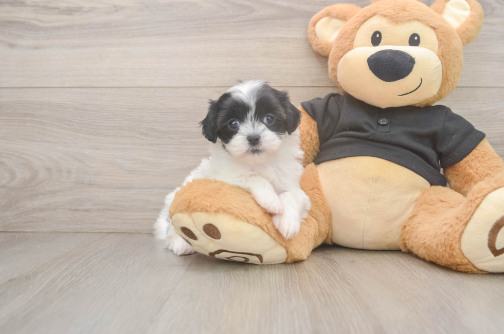 5 week old Teddy Bear Puppy For Sale - Fairfield Furbabies