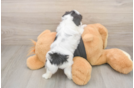 Best Teddy Bear Baby