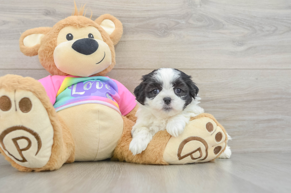 6 week old Teddy Bear Puppy For Sale - Fairfield Furbabies