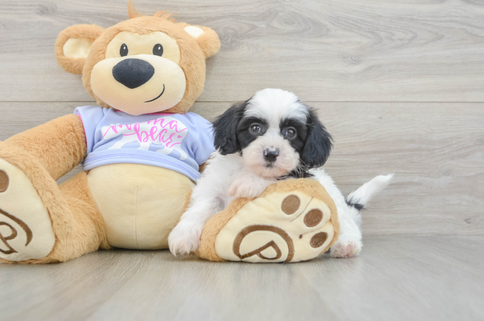 5 week old Teddy Bear Puppy For Sale - Fairfield Furbabies