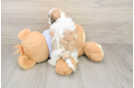 Teddy Bear Puppy for Adoption