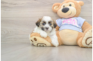 Playful Shit Designer Puppy