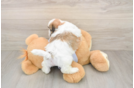 Teddy Bear Puppy for Adoption