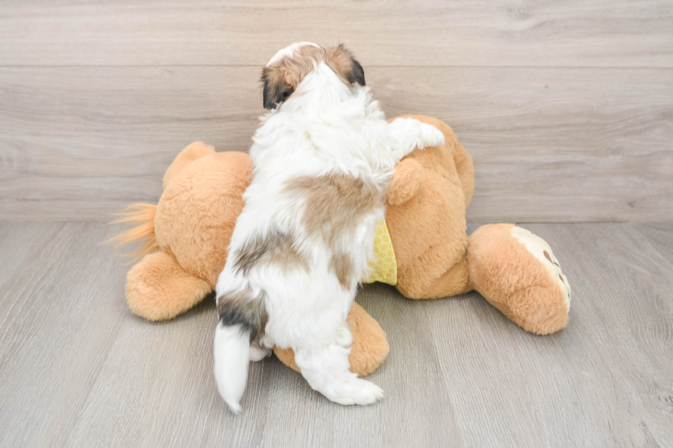 Little Shi Chon Designer Puppy