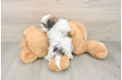 Teddy Bear Puppy for Adoption
