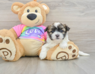 7 week old Teddy Bear Puppy For Sale - Fairfield Furbabies