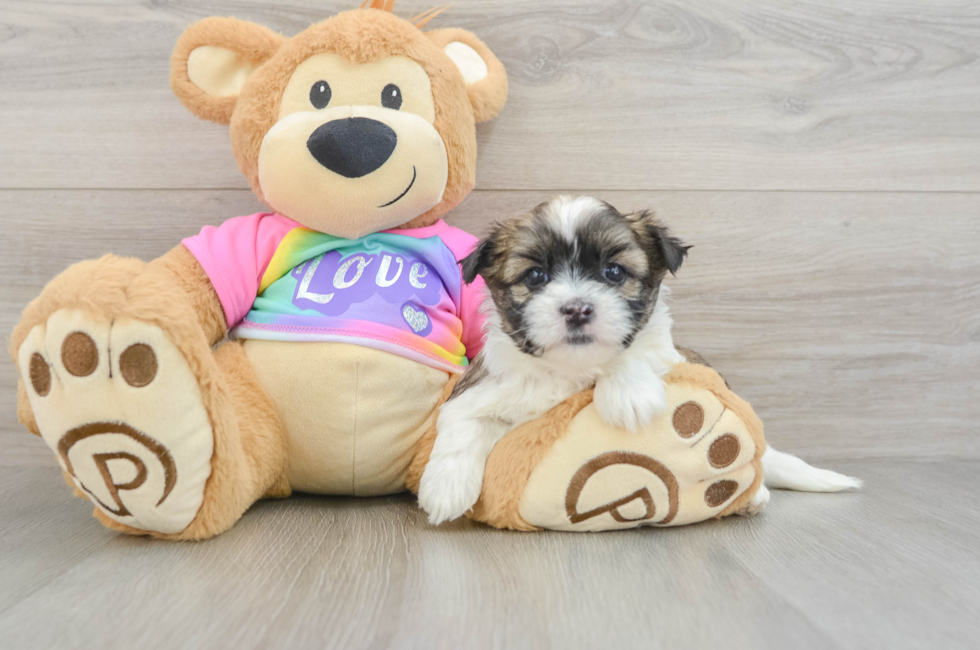 7 week old Teddy Bear Puppy For Sale - Fairfield Furbabies