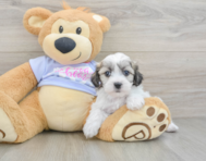 8 week old Teddy Bear Puppy For Sale - Fairfield Furbabies