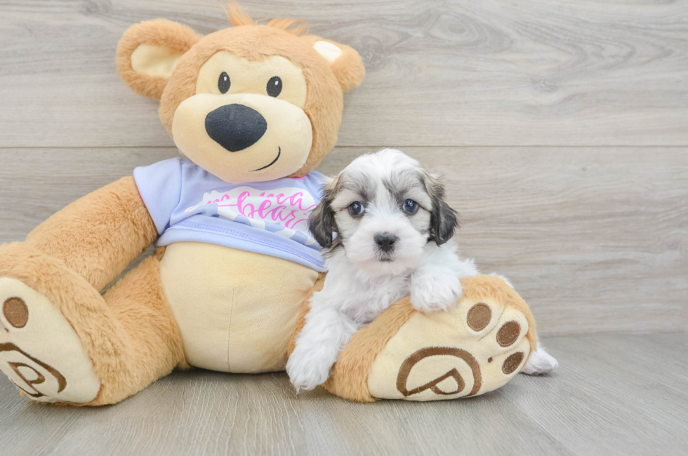 8 week old Teddy Bear Puppy For Sale - Fairfield Furbabies