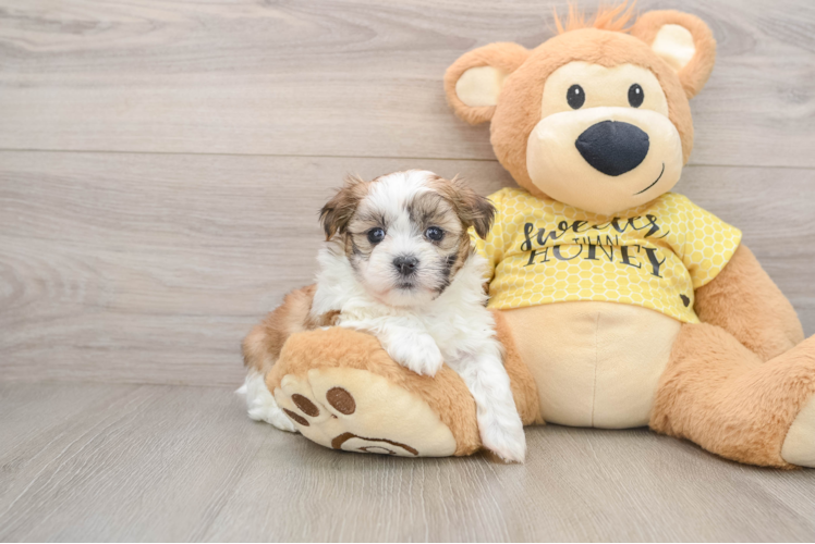 Best Teddy Bear Baby