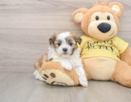6 week old Teddy Bear Puppy For Sale - Fairfield Furbabies