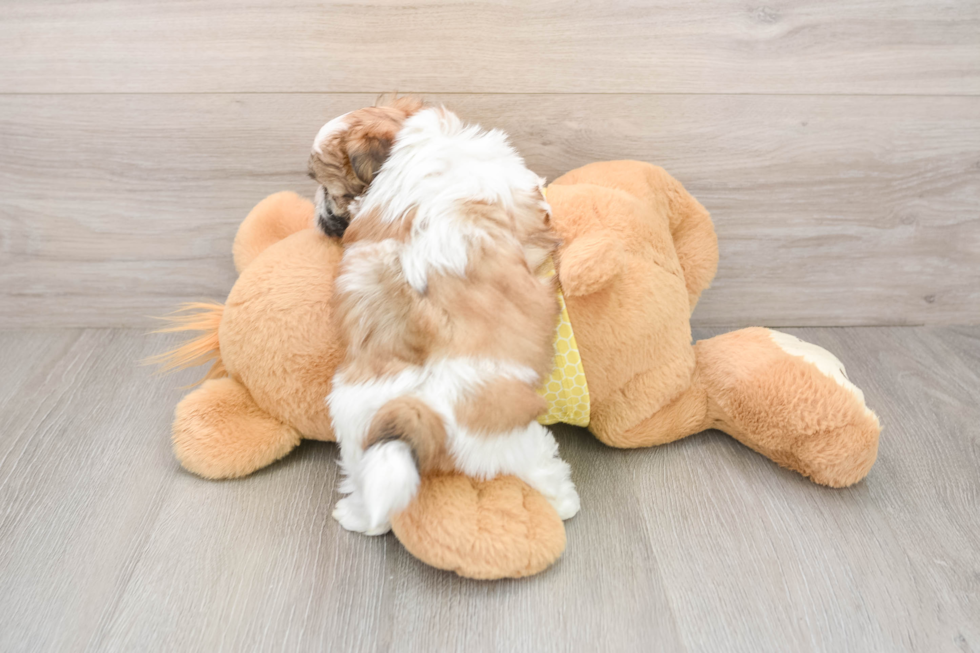 Best Teddy Bear Baby