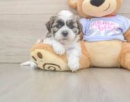 7 week old Teddy Bear Puppy For Sale - Fairfield Furbabies