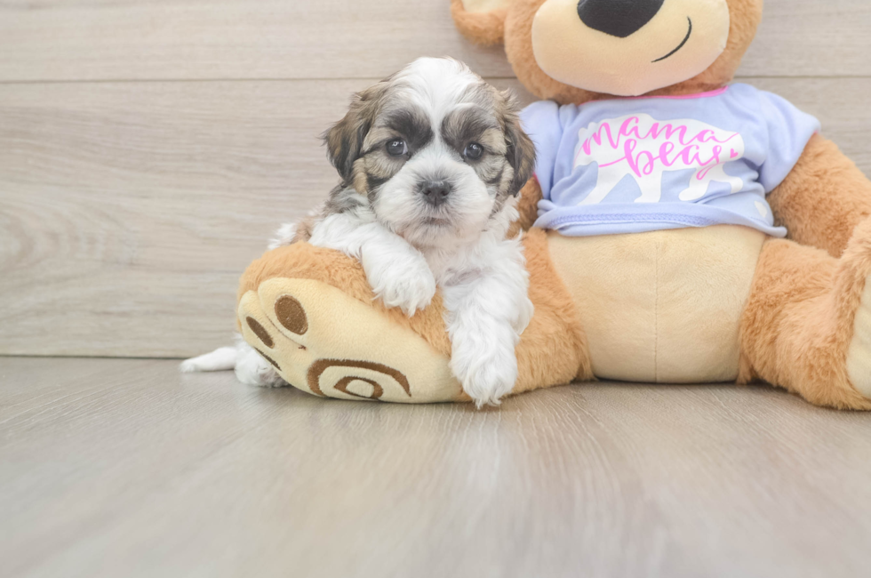 6 week old Teddy Bear Puppy For Sale - Fairfield Furbabies