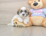 7 week old Teddy Bear Puppy For Sale - Fairfield Furbabies