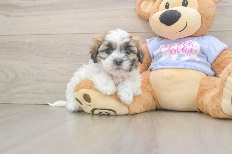 6 week old Teddy Bear Puppy For Sale - Fairfield Furbabies