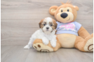 Smart Teddy Bear Designer Pup