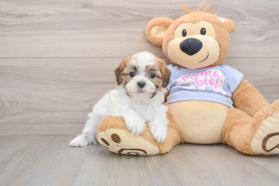 Smart Teddy Bear Designer Pup