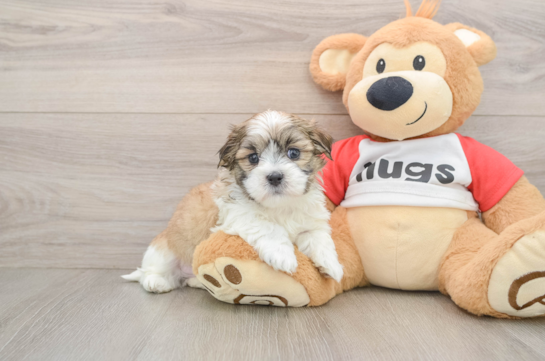 Teddy Bear Pup Being Cute