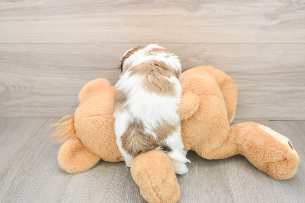 Adorable Shitzu Designer Puppy