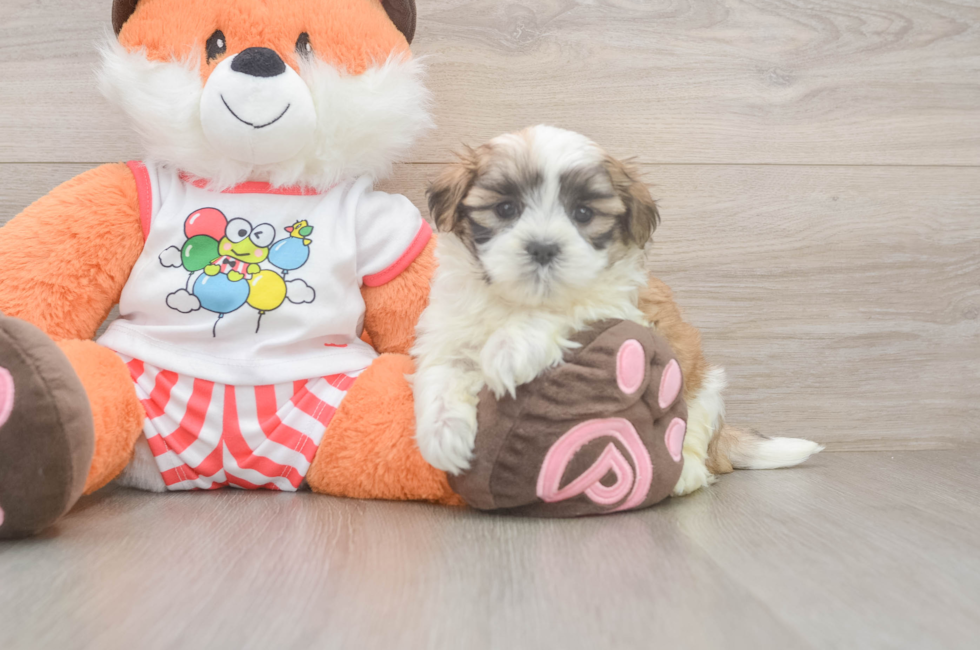 7 week old Teddy Bear Puppy For Sale - Fairfield Furbabies